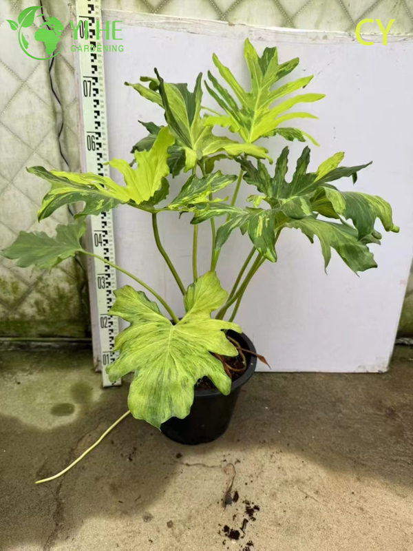 Wholesale Tropical Philodendron Selloum Hope Plant for Indoor Gardens Bonsai