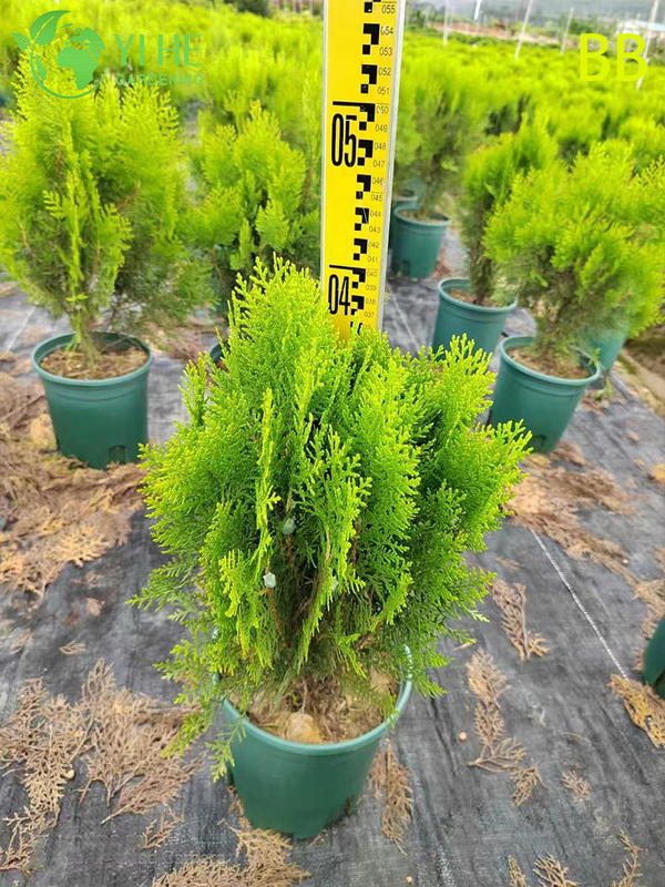 Wholesale Ornamental Evergreen Hinoki Cypress Tree for Outdoor Gardens Bonsai