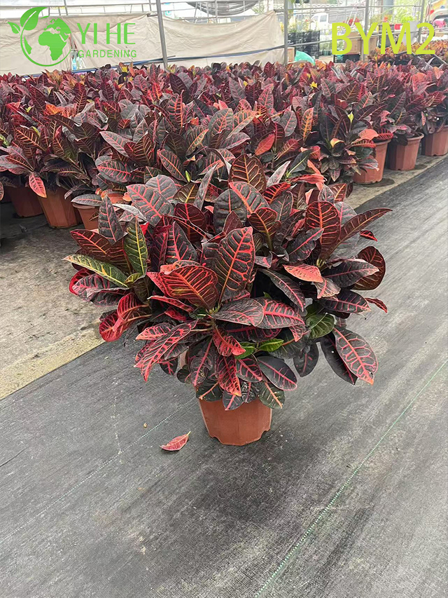 Wholesale Large Croton Standard Tree for Floor and Landscape Decor Bonsai