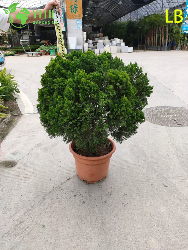 Ornamental Mature Sabina chinensis (Kaizuca) Bonsai for Garden Decoration