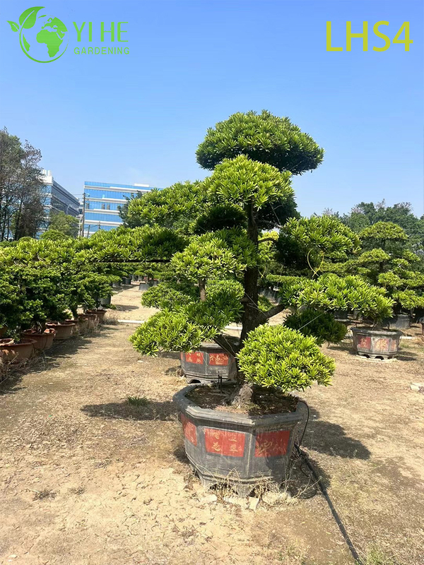 Tiered - Canopy Podocarpus Bonsai for Grand Garden Display