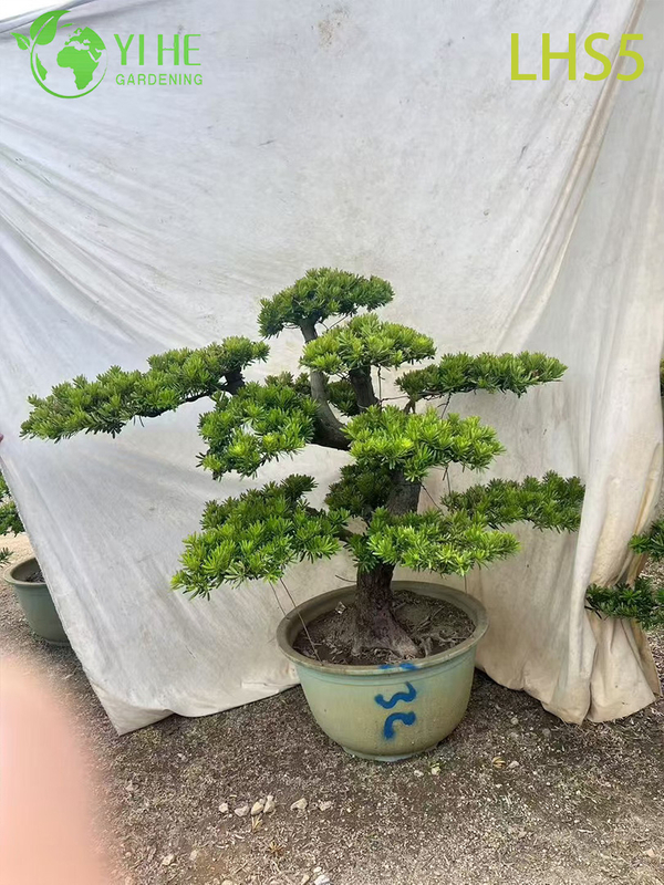Oriental - Styled Tiered Podocarpus Bonsai for Landscape Art