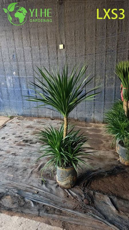 Tall Single - trunk Dracaena draco for Indoor Greenery Decor