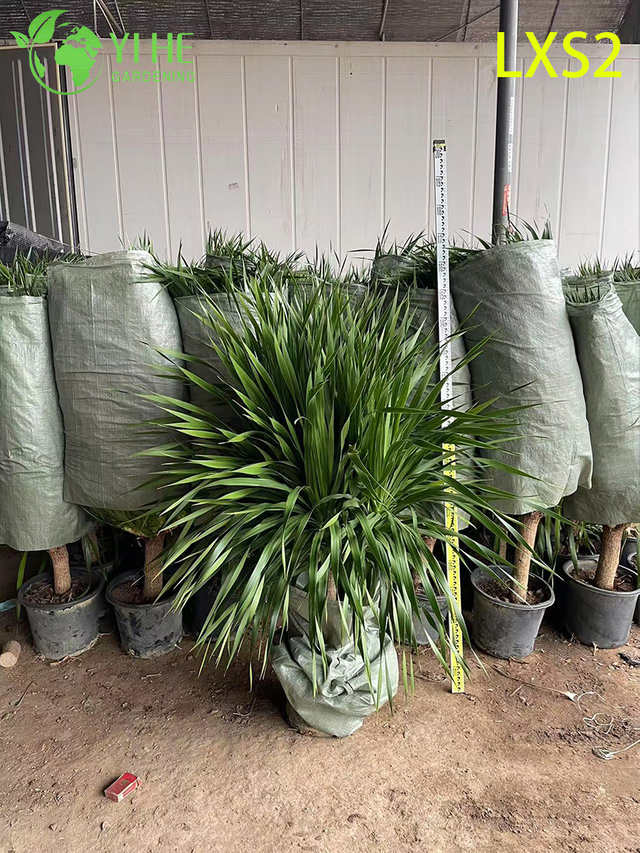 Dekorativer, vielzweigiger Dracaena draco für die Innen- und Außendekoration