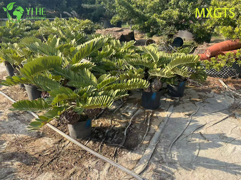 Hardy Zamia Furfuracea Bonsai for Garden Decor