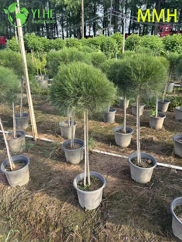 Hardy Casuarina Equisetifolia Tree for Landscape Greening