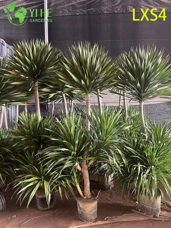 Tall Double - Tiered Dracaena draco for Indoor & Outdoor Decor