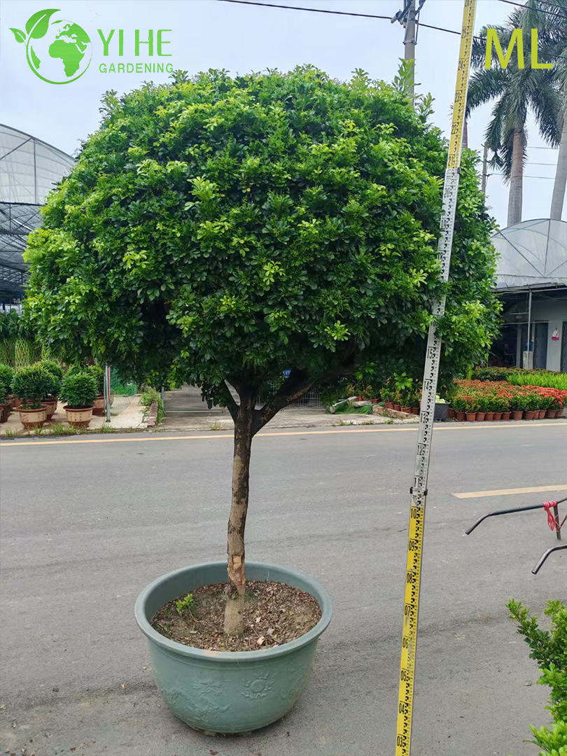 Fragrant Aglaia Odorata Bonsai for Indoor Decor
