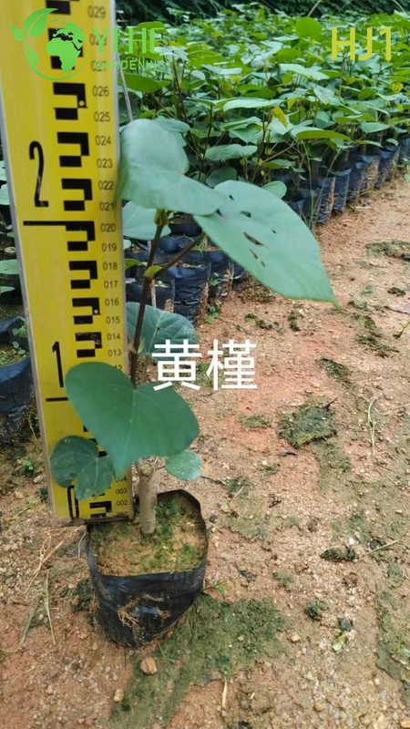 Ornamental Green - leaf Hibiscus tiliaceus Flowering Tree