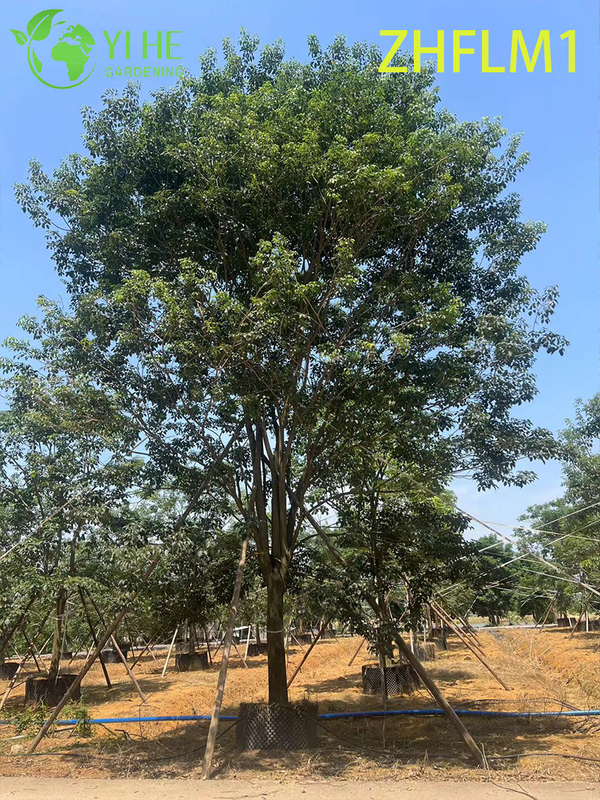 Ornamental Pink - Flowered Tabebuia rosea Tree (Non - grafted)