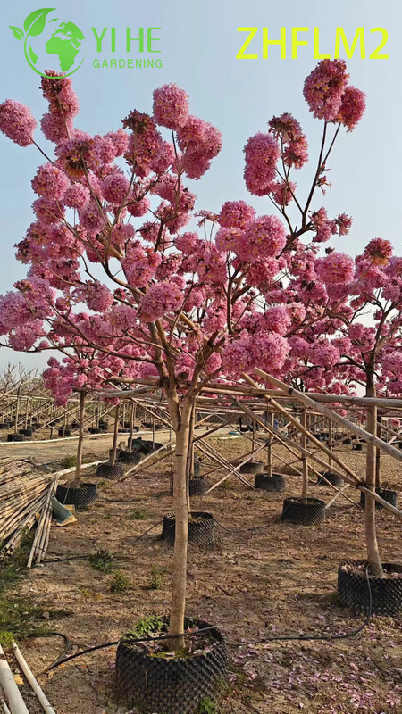Grafted Ornamental Pink Tabebuia rosea Tree