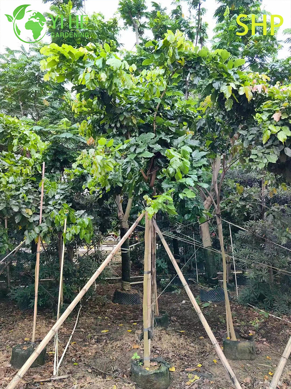 Ornamental Coastal Millettia pinnata Tree