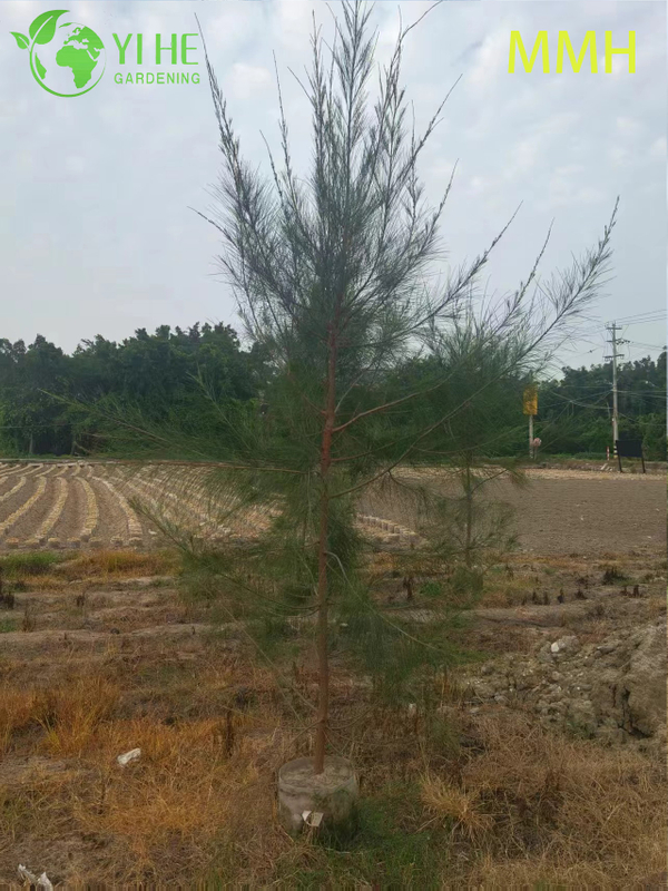 Ornamental Coastal Casuarina equisetifolia Tree