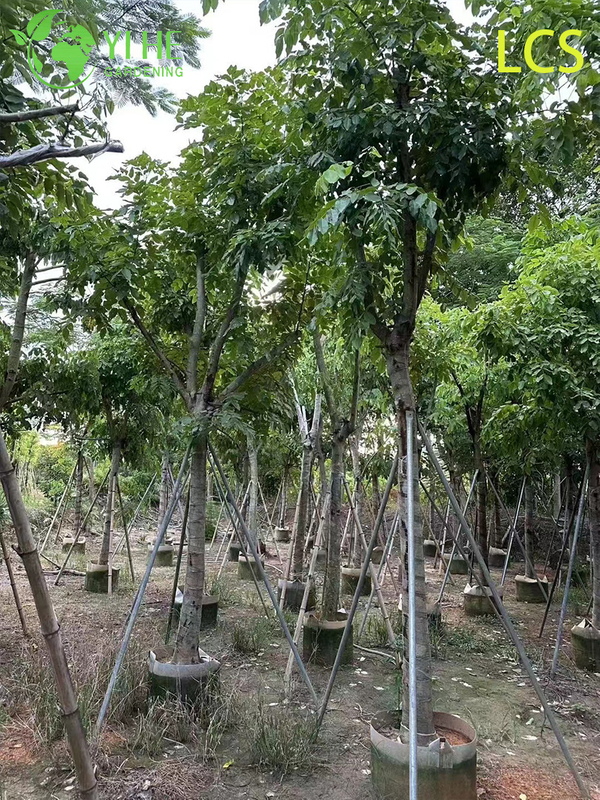 Ornamental Golden Cassia fistula Flowering Tree