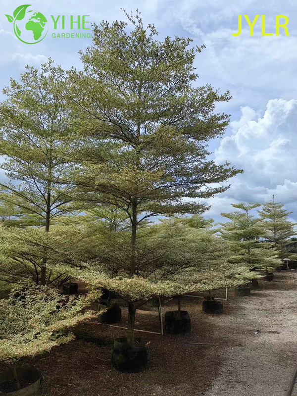 Ornamental Variegated Terminalia neotaliala Tree