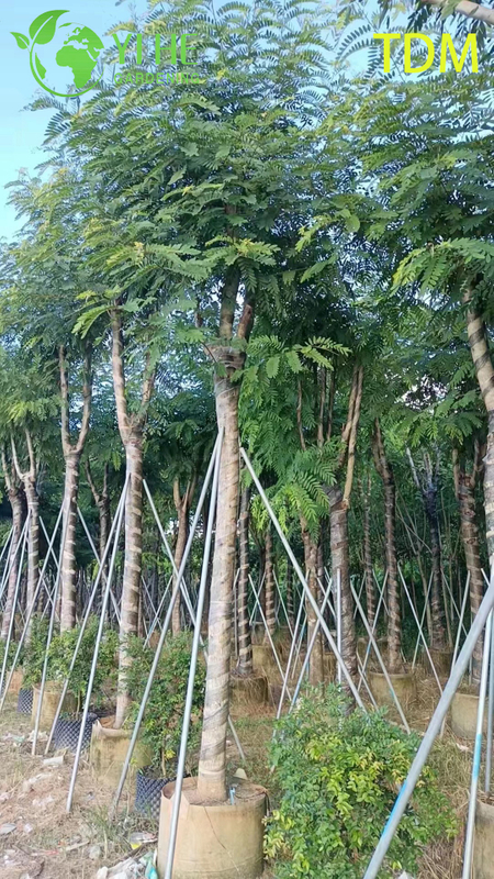 Ornamental Tropical Senna siamea Tree