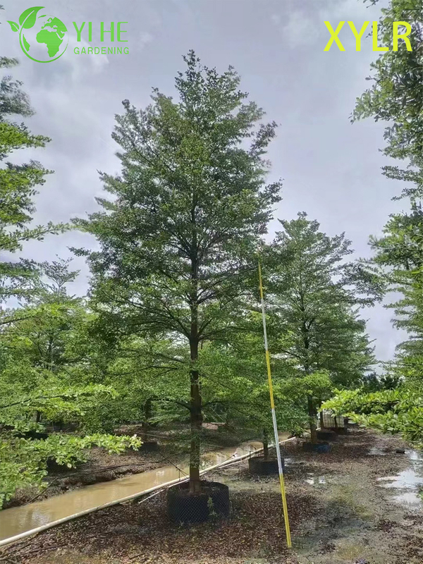 Ornamental Pyramidal Terminalia mantaly Tree