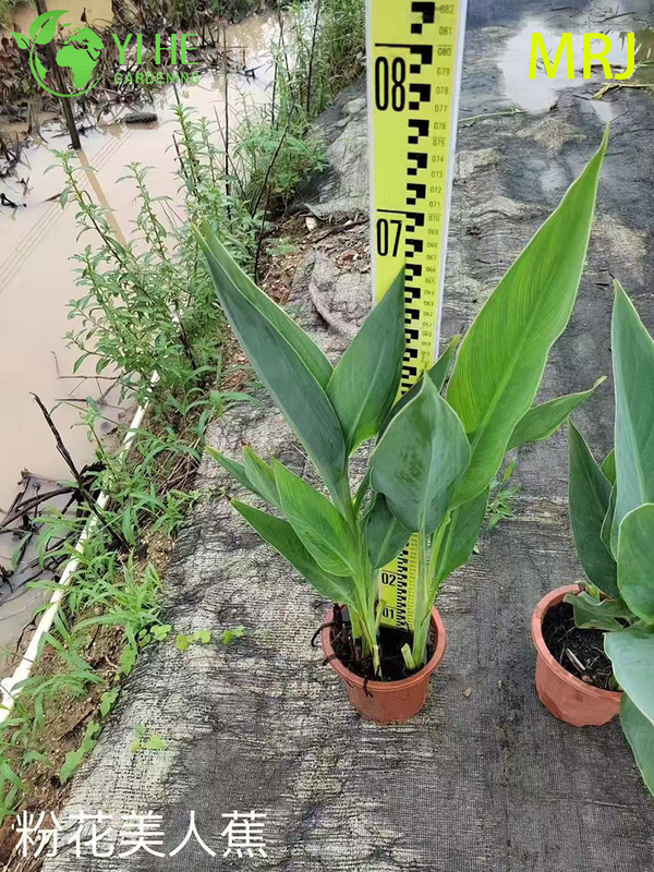 Wholesale Export Canna Lily Ornamental Flowering Perennial Premium Quality