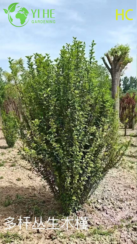 Wholesale Export Hibiscus Syriacus Ornamental Flowering Shrub Premium Quality