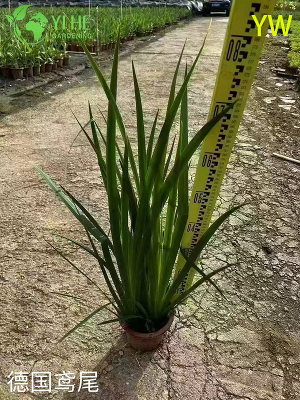 Оптовый экспортный цветок ириса, декоративное многолетнее садовое растение высшего качества