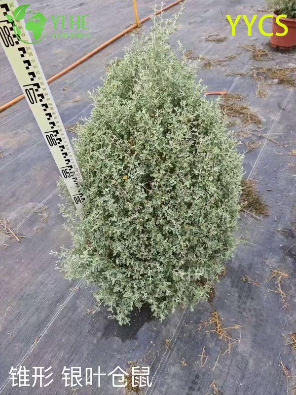 Wholesale Export Silver-Leaf Hamster Plant Ornamental Succulent Premium Quality