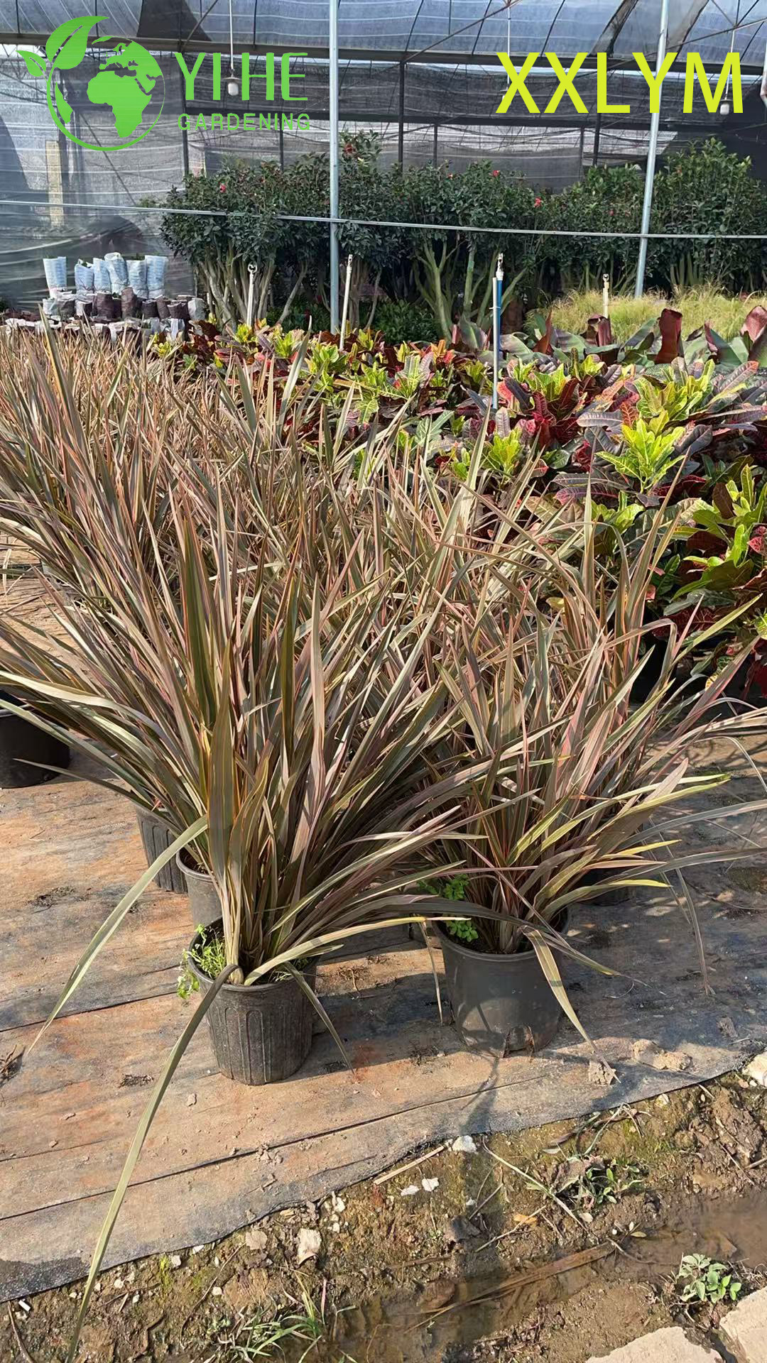 Wholesale Export New Zealand Flax Ornamental Evergreen Perennial Premium Quality