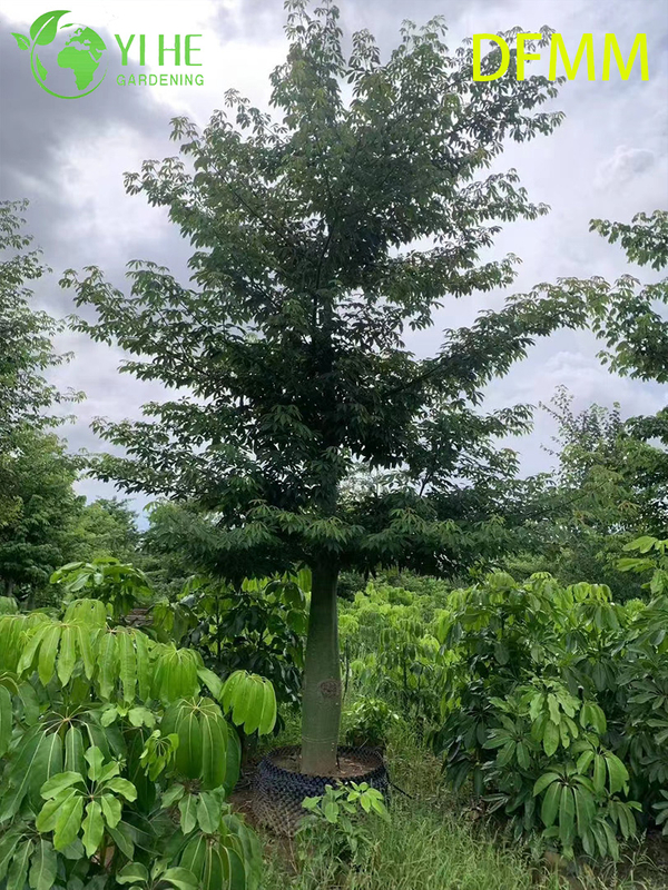 Wholesale Evergreen Ceiba Speciosa Ornamental Tree for Garden Landscaping Export
