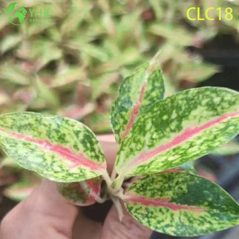 Wholesale Export Firework/Butterfly/Red Sword Aglaonema | Tropical Ornamental Foliage Seedlings