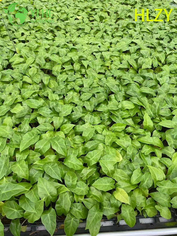 تصدير شتلات هايلان كالاتيا بالجملة | شتلات أوراق الزينة الاستوائية