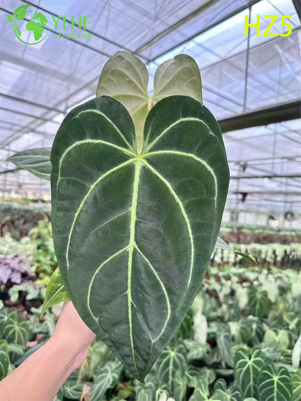 Exportation en gros de semis d'Anthurium King/Tie | Semis de feuillage ornemental tropical