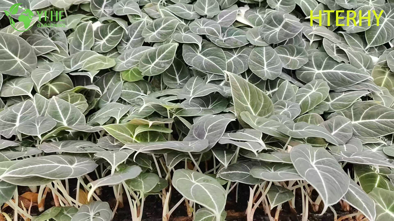 Piantine di alocasia di velluto nero per esportazione all'ingrosso | Piantine di fogliame ornamentale tropicale