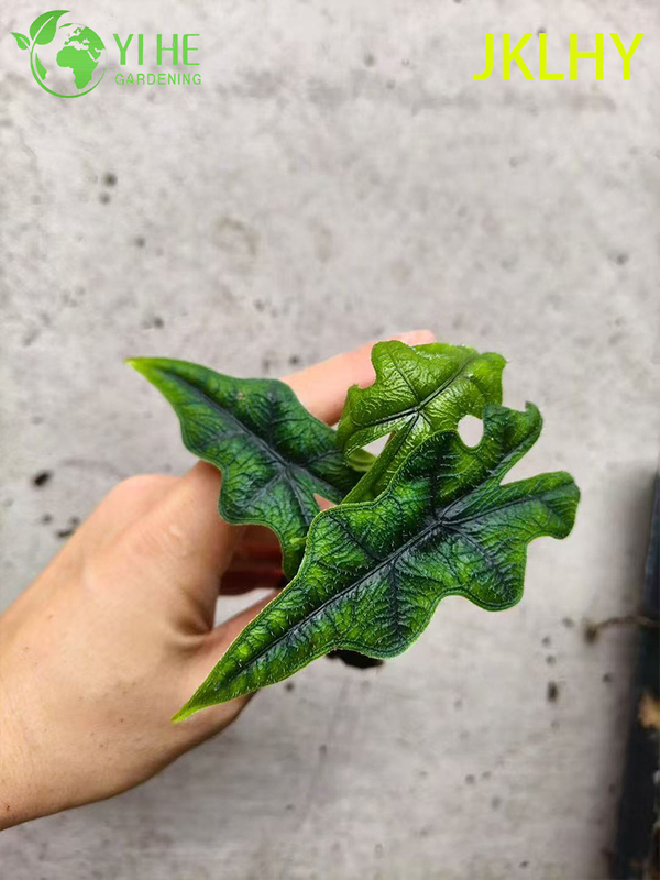 Piantine di Jacklyn Alocasia esportazione all'ingrosso | Piantine di fogliame ornamentale tropicale