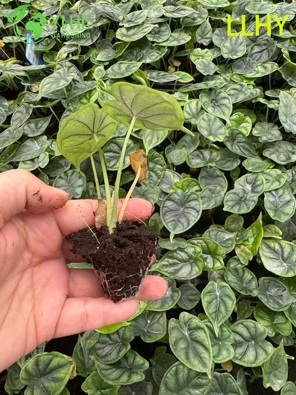 تصدير شتلات ألوكاسيا على نطاق التنين بالجملة | شتلات أوراق الزينة الاستوائية