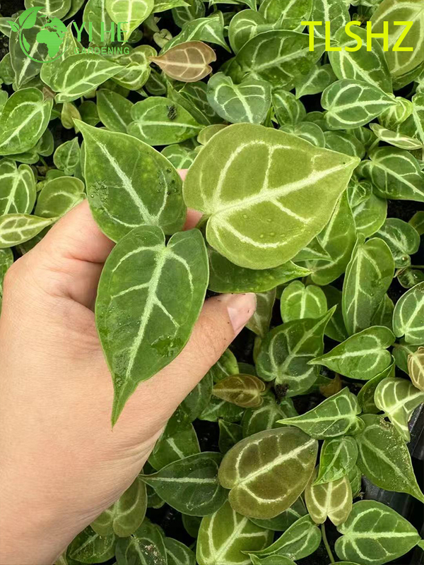 Wholesale Export Anthurium crystallinum 'Dorayaki' Seedlings | Tropical Ornamental Foliage Seedlings