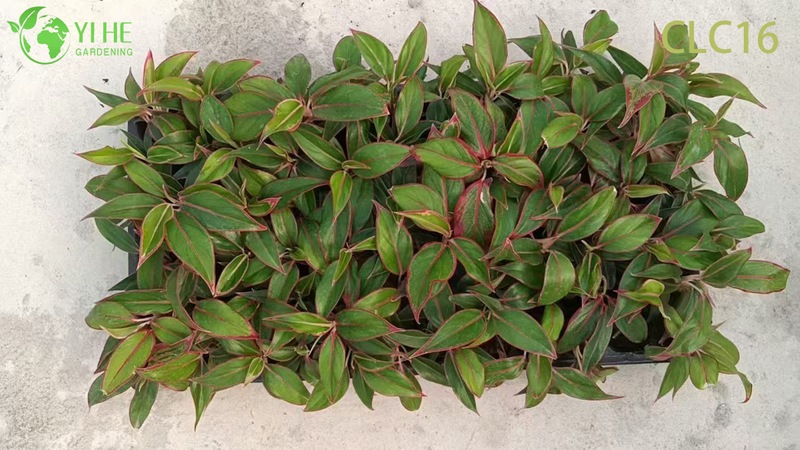 Wholesale Export Chocolate/Camouflage/Red Everlasting Aglaonema | Tropical Ornamental Plants Seedlings