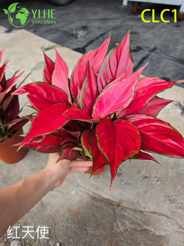Wholesale Aglaonema Potted Plants for Indoor Low-Light Foliage Decoration