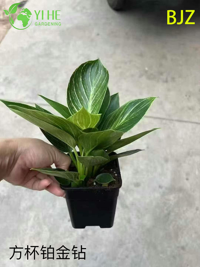 Wholesale Platinum Diamond Potted Plants for Indoor Luxury Foliage Decoration