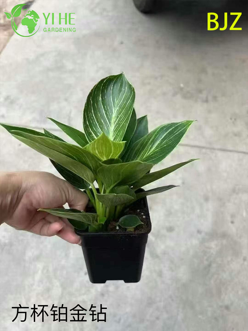 Wholesale Platinum Diamond Potted Plants for Indoor Luxury Foliage Decoration