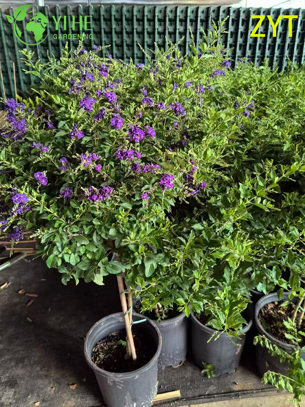 Purple Trumpet Vine Podranea Ricasoliana Climbing Flower Plant