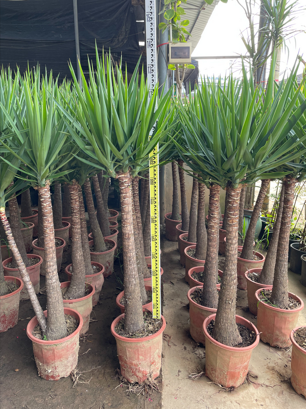 Yucca elephantipes