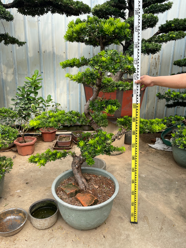 Podocarpus macrophyllus