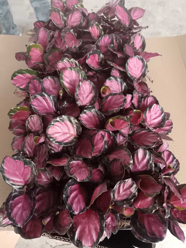 Crimson Goddess Seedling