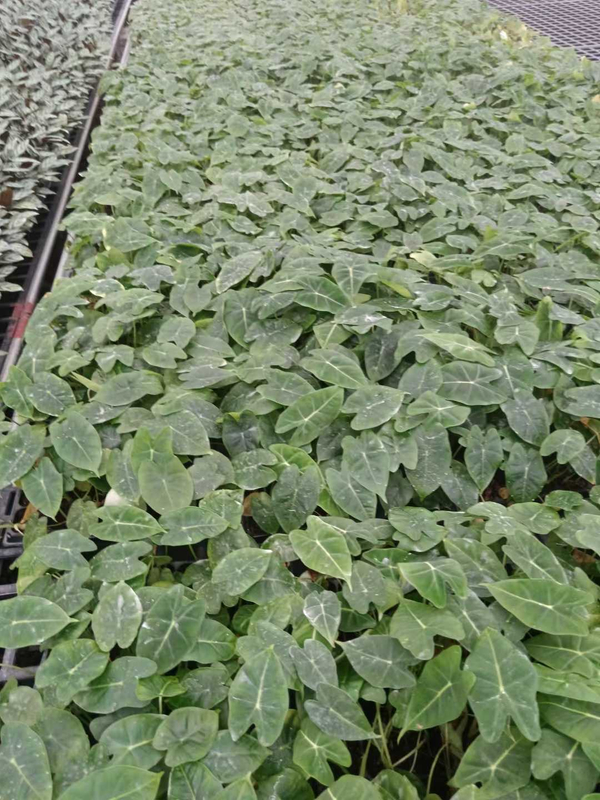 Anthurium Crystallinum