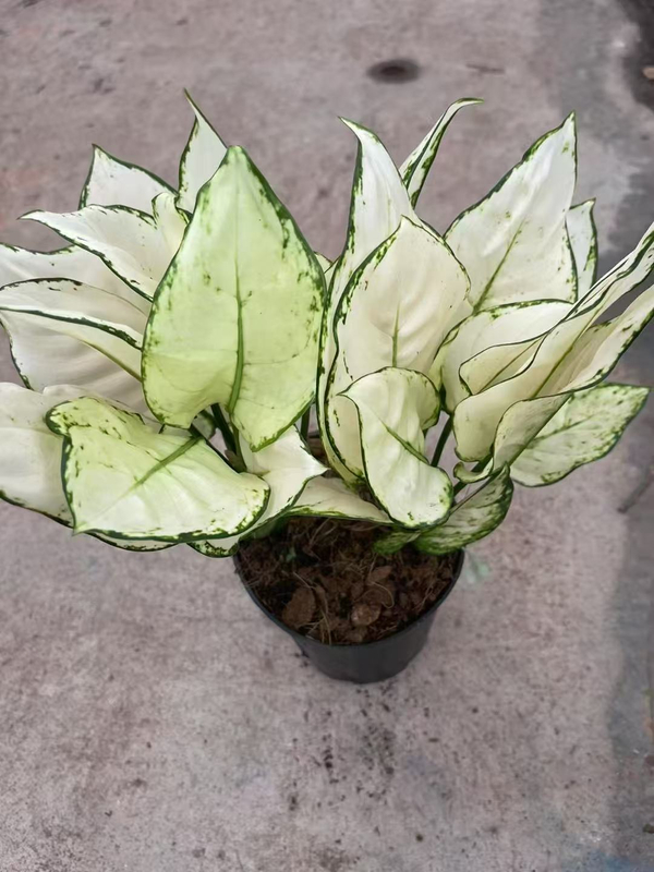 White Luck Aglaonema