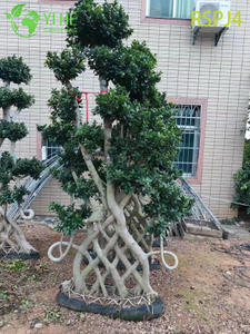 Lattice-Woven Tall Artistic Ficus Tree A Live Indoor Floor Plant Bonsai