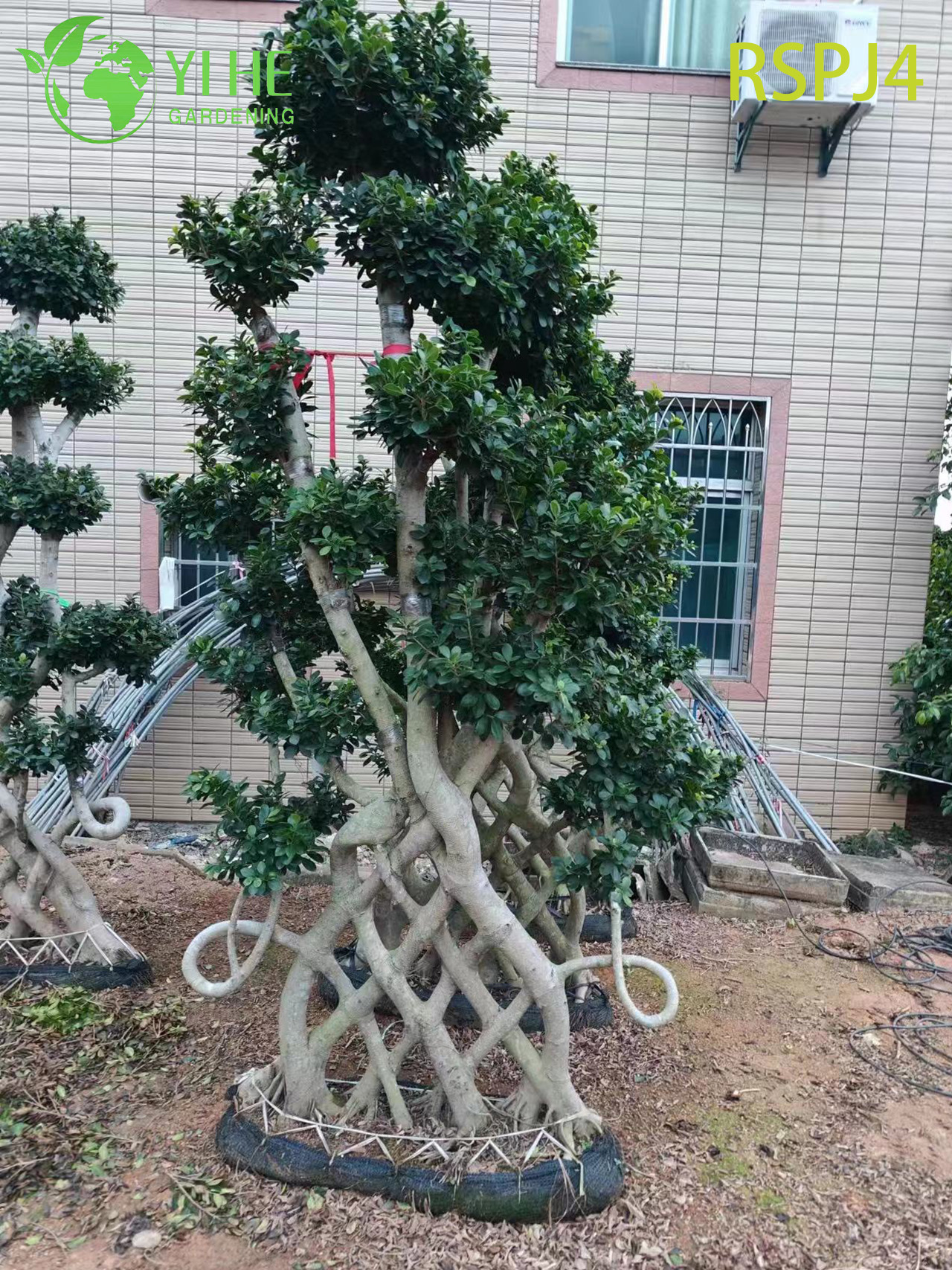 Lattice-Woven Tall Artistic Ficus Tree A Live Indoor Floor Plant Bonsai