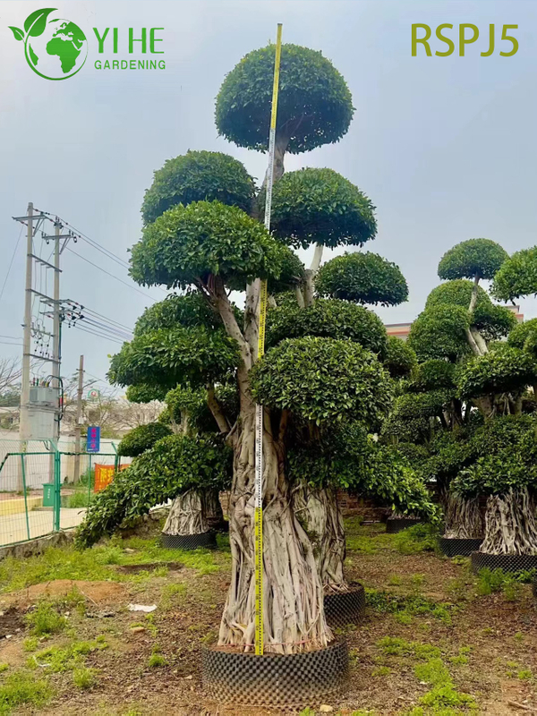 Giant Banyan-style Tall Artistic Ficus Tree A Live Indoor Floor Plant Bonsai 