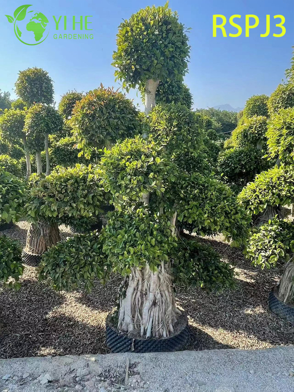 Multi-tiered Umbrella Tall Artistic Ficus Tree A Live Indoor Floor Plant Bonsai