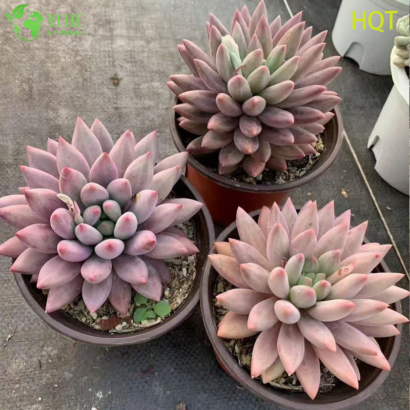 Wholesale Pink Dragonfly Pachyveria Live Succulent Pointed Rosette Bonsai