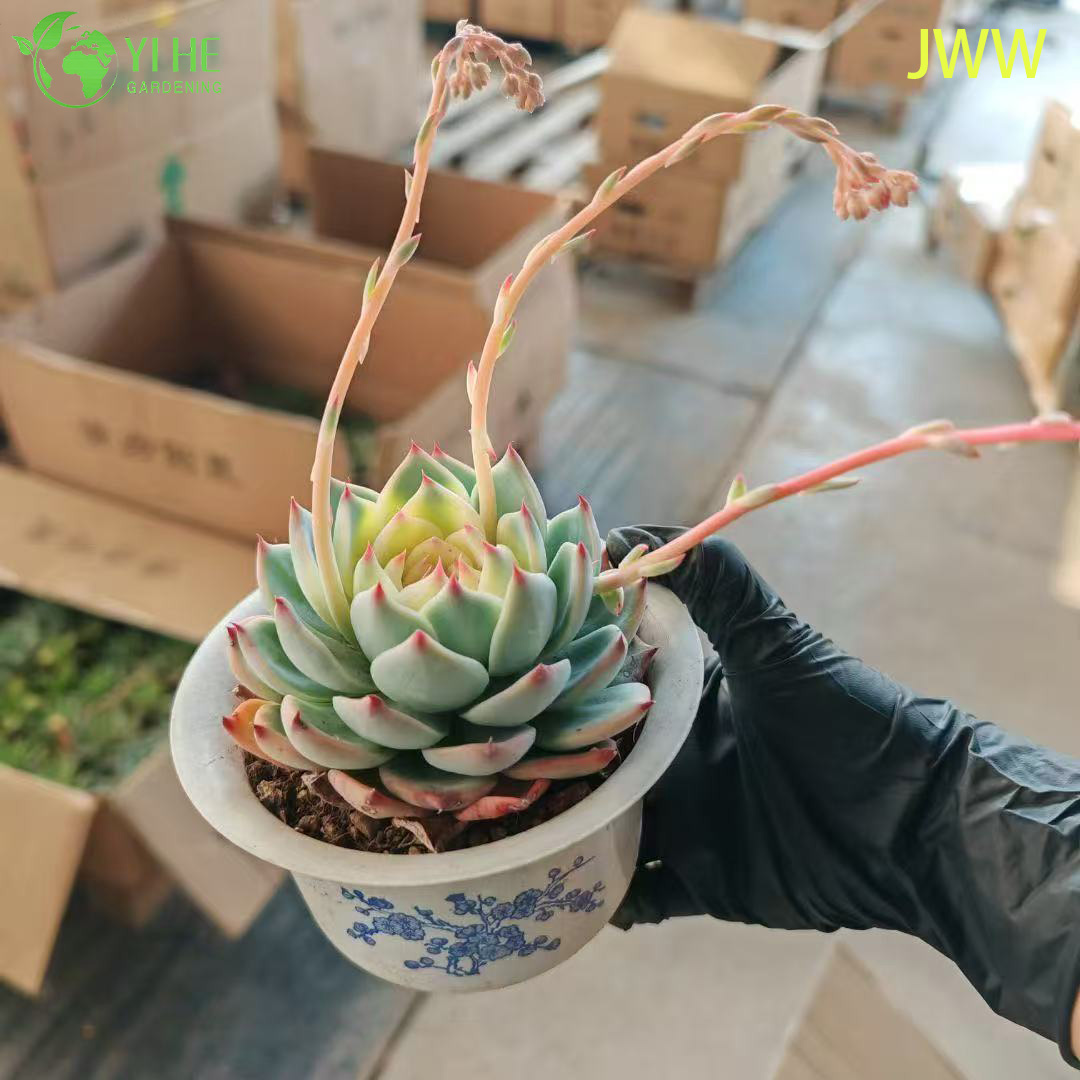Live Pink Tip Echeveria Chihuahuaensis Succulent Plant for Wholesale Export Bonsai